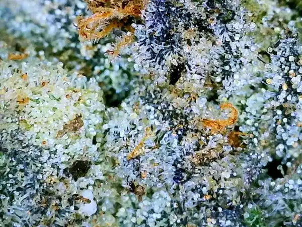 Model G Precision Batch Grinder